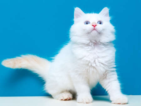 Siberian kitten at homeの写真素材