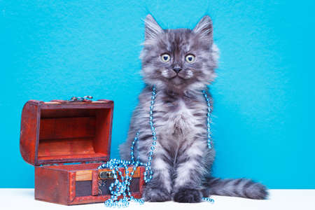 Siberian kitten at homeの写真素材