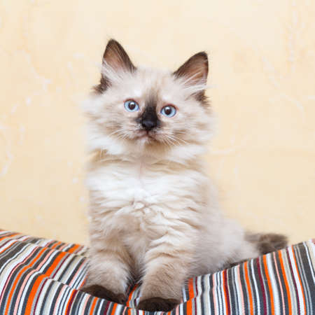 Siberian kitten at homeの写真素材