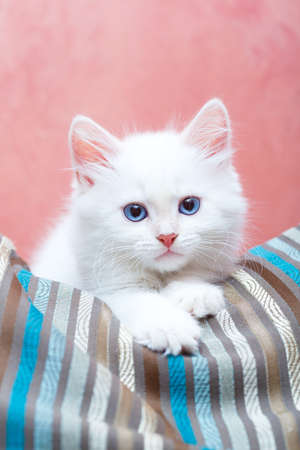 Siberian kitten at homeの写真素材