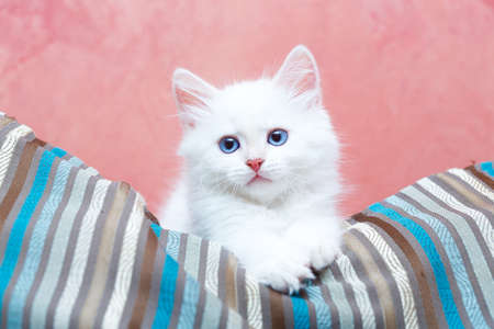 Siberian kitten at homeの写真素材