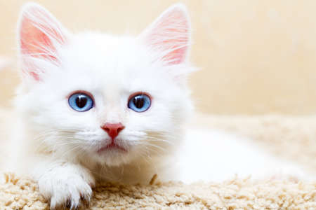 Siberian kitten at homeの写真素材