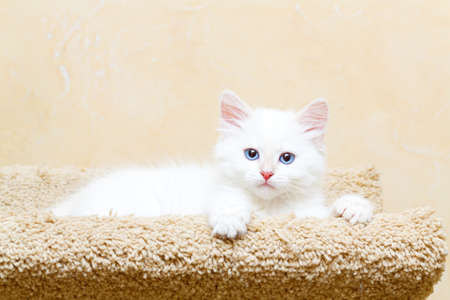 Siberian kitten at homeの写真素材
