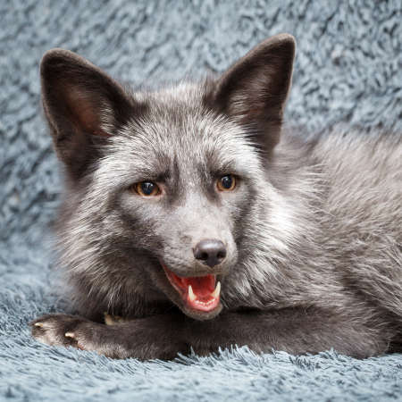 Russian domesticated red foxの写真素材