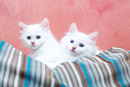 Siberian kitten at homeの写真素材
