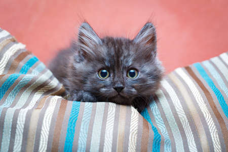 Siberian kitten at homeの写真素材