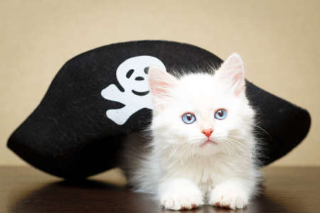 Siberian kitten at homeの写真素材