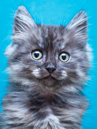 Siberian kitten at homeの写真素材