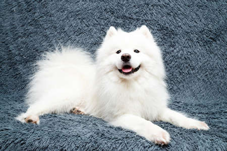 Samoyed dog at homeの写真素材