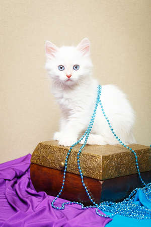 Siberian kitten at homeの写真素材
