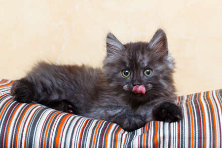 Siberian kitten at homeの写真素材