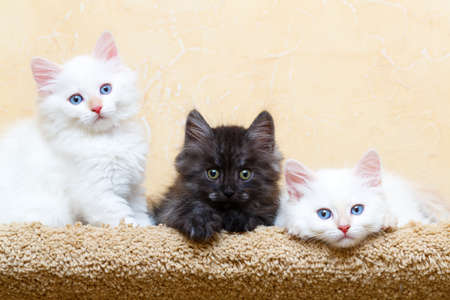 Siberian kitten at homeの写真素材