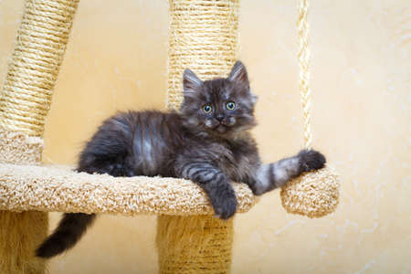 Siberian kitten at homeの写真素材