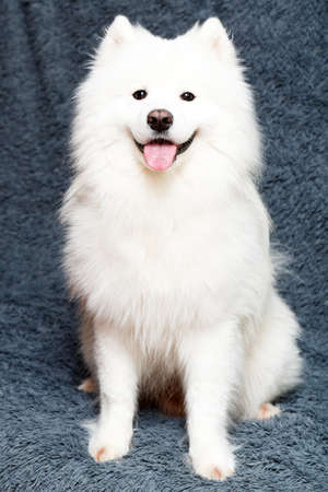 Samoyed dog at homeの写真素材