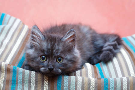 Siberian kitten at homeの写真素材