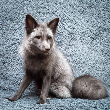 Russian domesticated red foxの写真素材
