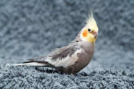 common parakeet at homeの写真素材