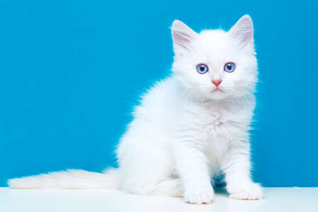 Siberian kitten at homeの写真素材