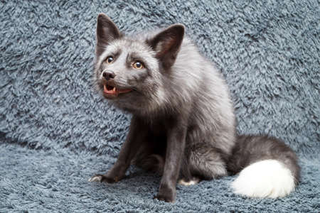 Russian domesticated red foxの写真素材