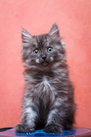 Siberian kitten at homeの写真素材
