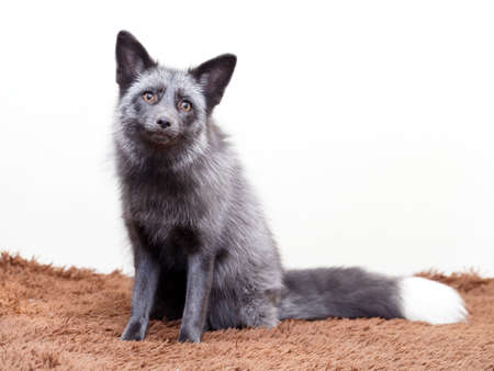 Russian domesticated red foxの写真素材