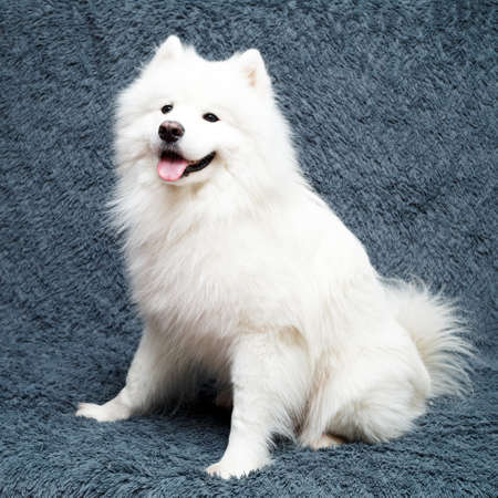 Samoyed dog at homeの写真素材