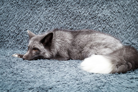 Russian domesticated red fox