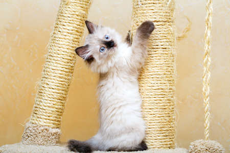 Siberian kitten at homeの写真素材