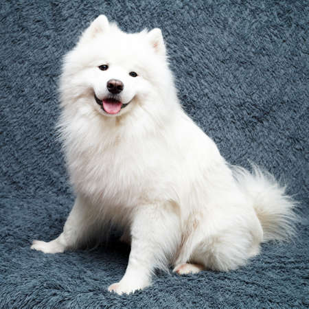 Samoyed dog at homeの写真素材