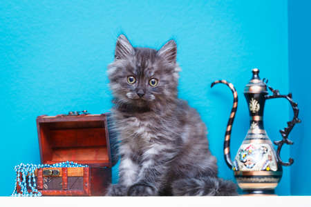 Siberian kitten at homeの写真素材
