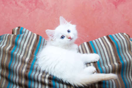 Siberian kitten at homeの写真素材