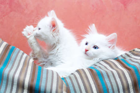 Siberian kitten at homeの写真素材
