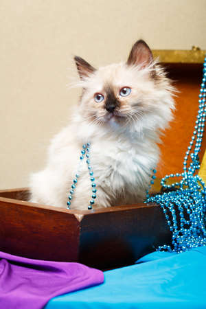 Siberian kitten at homeの写真素材