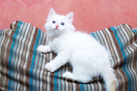 Siberian kitten at homeの写真素材