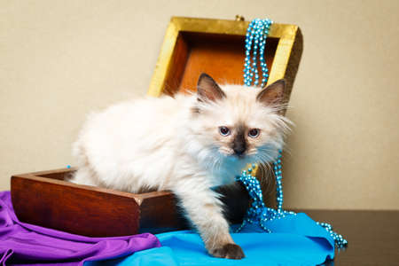 Siberian kitten at homeの写真素材