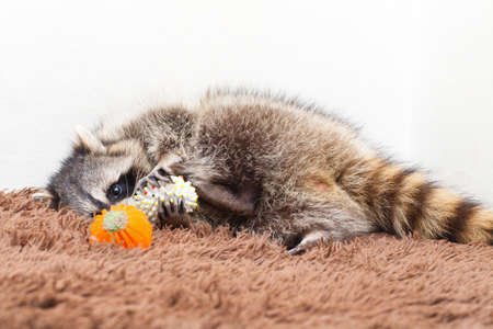Procyon lotor at homeの写真素材