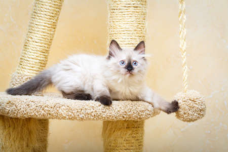 Siberian kitten at homeの写真素材