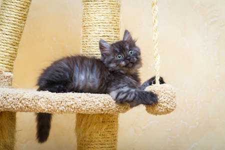 Siberian kitten at homeの写真素材