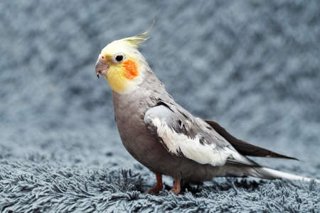 common parakeet at homeの写真素材