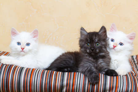Siberian kitten at homeの写真素材