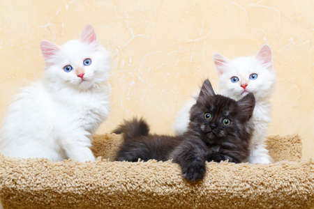 Siberian kitten at homeの写真素材