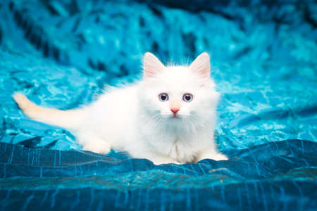 Siberian kitten at homeの写真素材