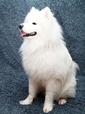 Samoyed dog at homeの写真素材