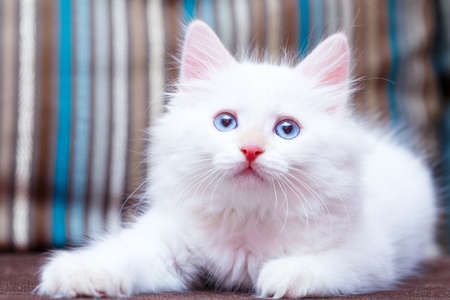 Siberian kitten at homeの写真素材