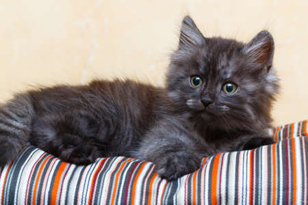 Siberian kitten at homeの写真素材