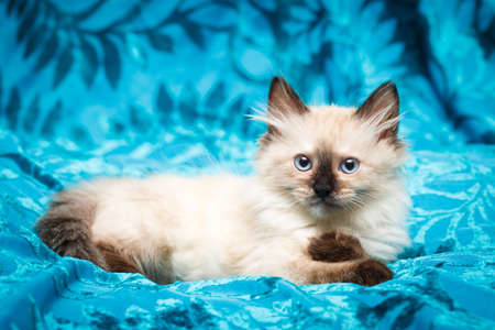 Siberian kitten at homeの写真素材