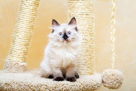 Siberian kitten at homeの写真素材