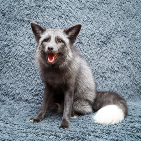 Russian domesticated red foxの写真素材