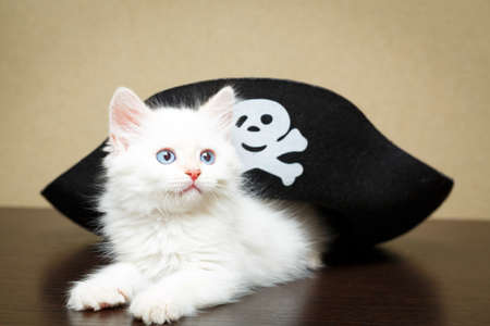 Siberian kitten at homeの写真素材
