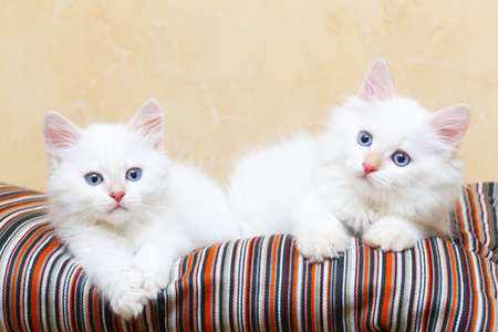 Siberian kitten at homeの写真素材